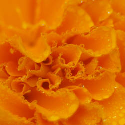 Marigold Dew