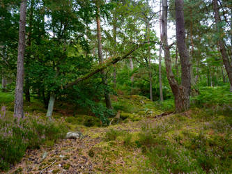 Forest path