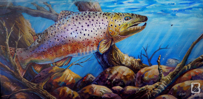 Brown Trout