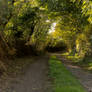 Small Country Lane