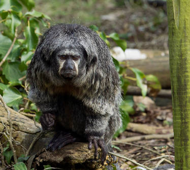 White Faced Saki