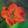 Geum Coccineum