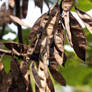 Brown Tree Beans