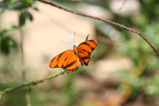 Butterfly Farm 17