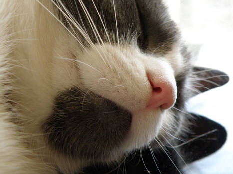 Kitten's Nose