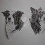 Collies