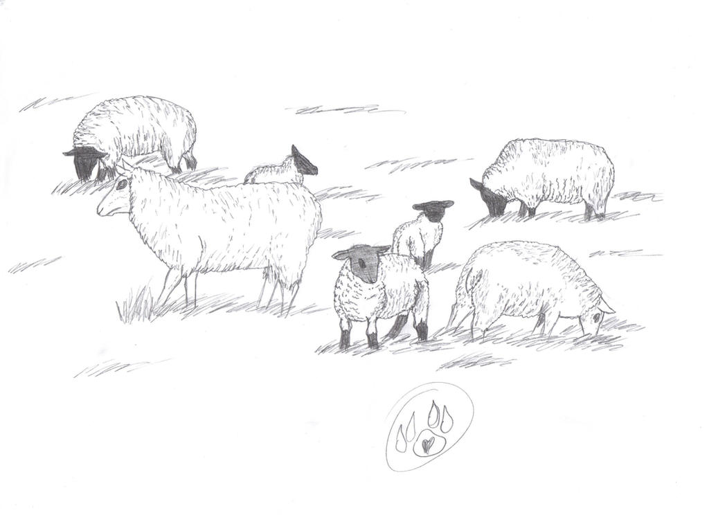 Deviantart 2007 Sheep Sheep! by BadgerWolf97 on DeviantArt