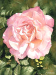 Rose watercolour