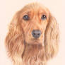 Cocker Spaniel Portrait