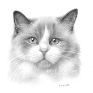 Cat pencil drawing