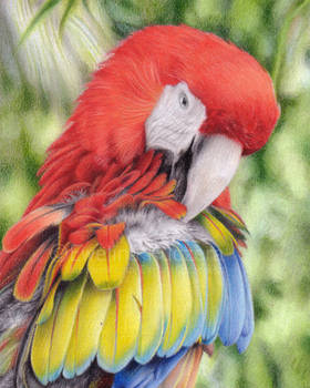 Macaw