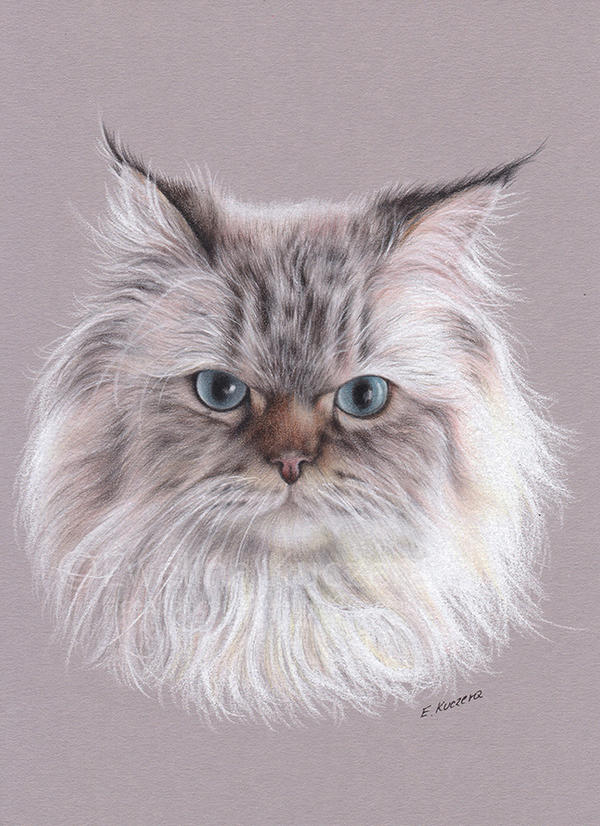 Cat Portrait 2 By Kot Filemon On Deviantart