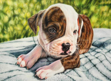 American Bulldog