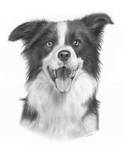 Border Collie Drawing by EwelinaKuczera