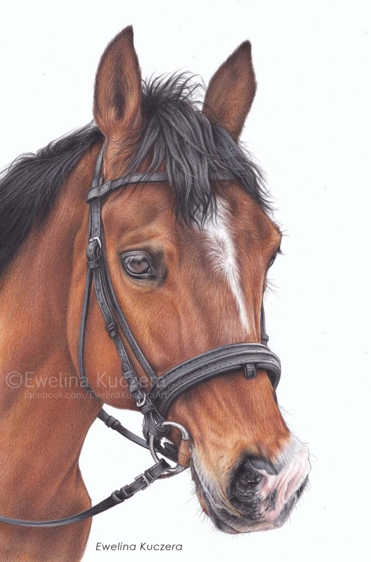 Horse portrait by EwelinaKuczera