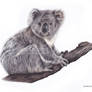 Koala Drawing