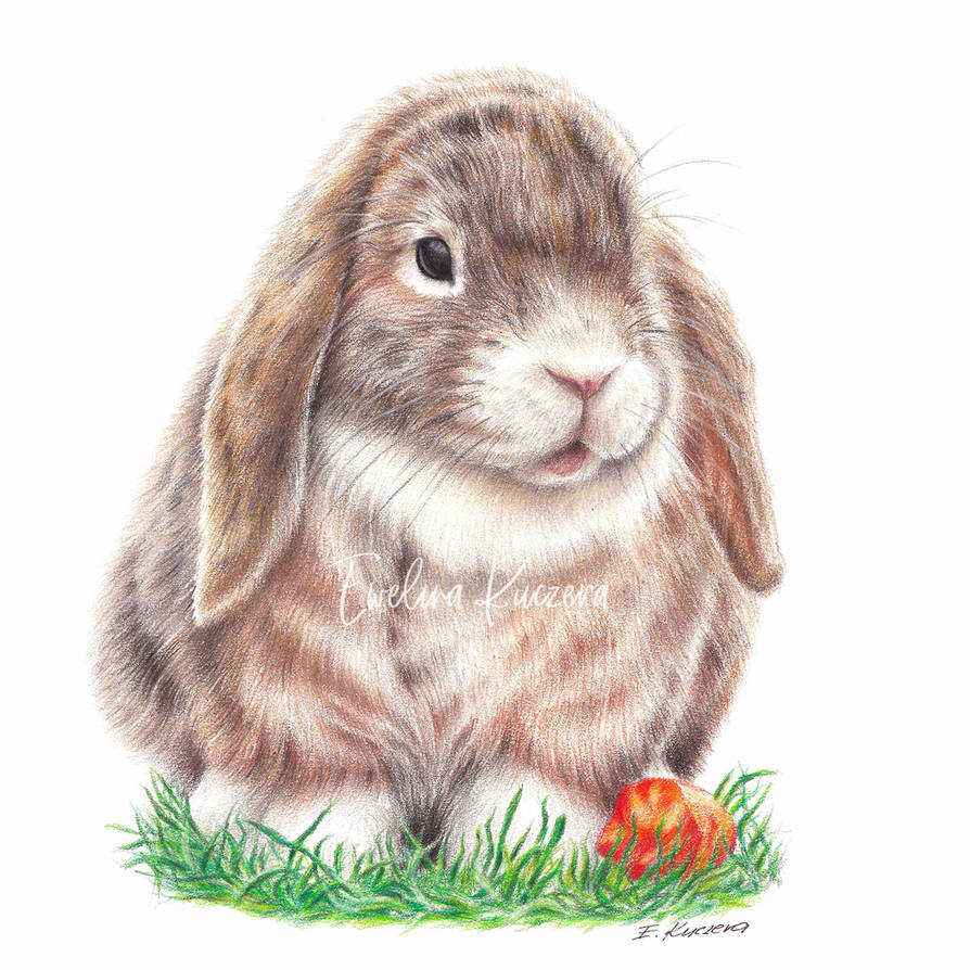 Bunny - colored pencil drawing by EwelinaKuczera on DeviantArt