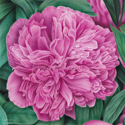 Pink peony colored pencil drawing