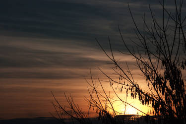 albero al tramonto2 by nonsodove