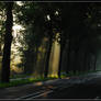 Misty morning road