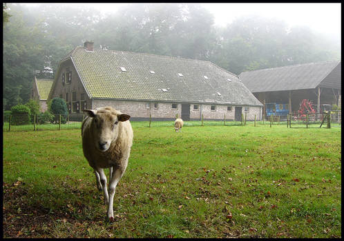 A Dutch farm with sheep
