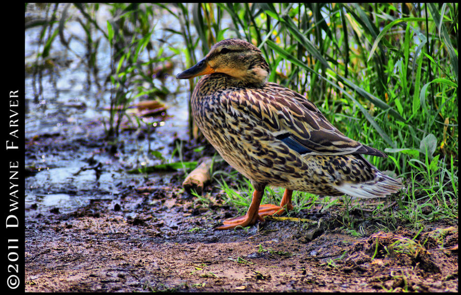 HDR Duck