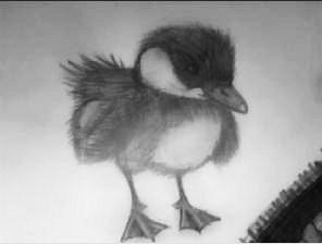 Little Duck ^-^