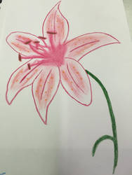 Lily Flower