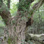 tree trunk with ivy 1