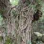 tree trunk with ivy 2