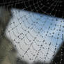 spider's web 2