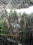 spider's web 7 by RTyStock
