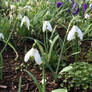 Snowdrops