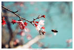 Cherry Bee II by DanielByron
