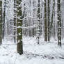 Winterwoods...