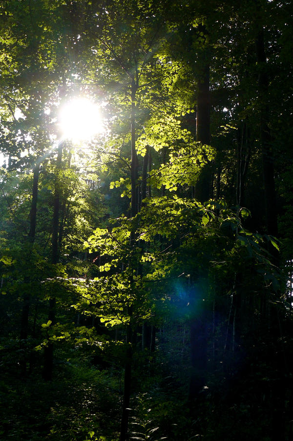 Forest light