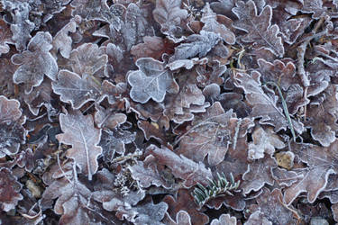 Frosty Oak-Leaves