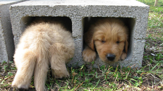 Puppy Portal~!