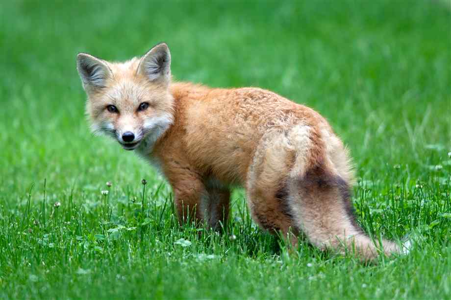Baby Fox By Thewastelandmafia On Deviantart Baby Fox By Thewastelandmafia On Deviantart