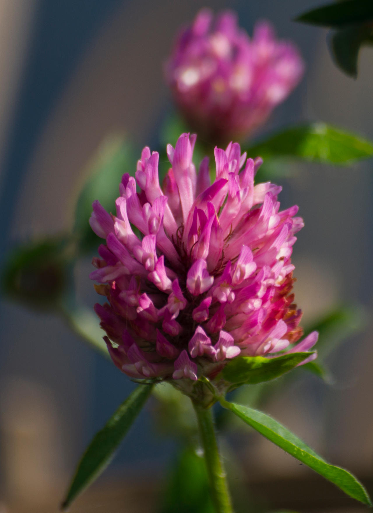 Autumn flower