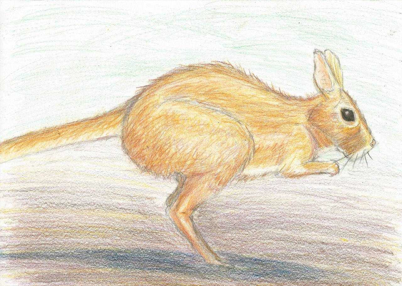 South African Springhare by AethelwulfHartwold on DeviantArt