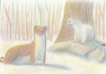 Gemini - Stoat and Ermine