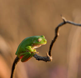 Another Green Tree Frog