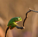 Another Green Tree Frog by Chezza932