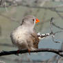 Zebra Finch 1