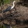 White-Necked Heron