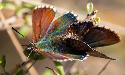 Mating Copper Wing Butterflies