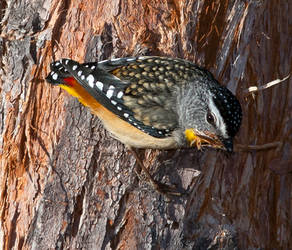 Spotted  Pardalote