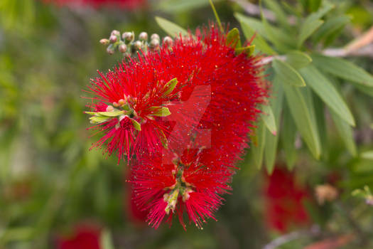 Callistemon viminalis (Red Bottlebrush) Flowering