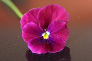 Little Pansy